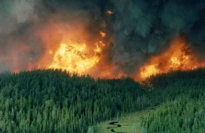 Ali Kenanoğlu: Orman yakarak vatan kurtarmak veya intikam almak!