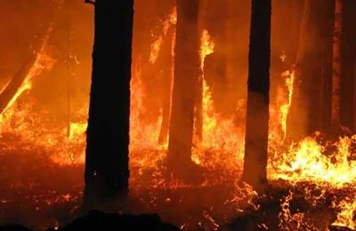 5 yılda çıkan 10 bin 130 orman yangınının 5 bin 862’sinin çıkış nedeni aydınlatılamamış