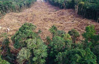 Doğa tahribatı ile salgınlar artacak