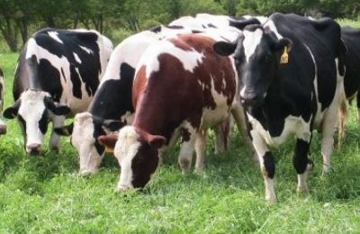 Meralarda Hayvan Otlatmak Ücretli: Büyükbaş 10 lira, Küçükbaş 2,25 lira