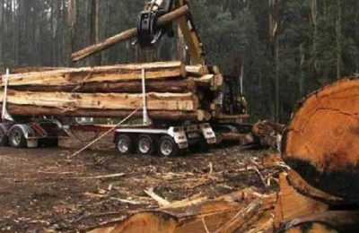 Korona Döneminde Orman Katliamı Yüzde 150 Arttı