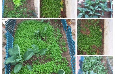 “Toprak Ana günü ve Gıda Mücadelesi” Ender Eren