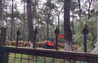 Orman Kampında Yapılaşma Nedeniyle Ağaçlar Kesildi