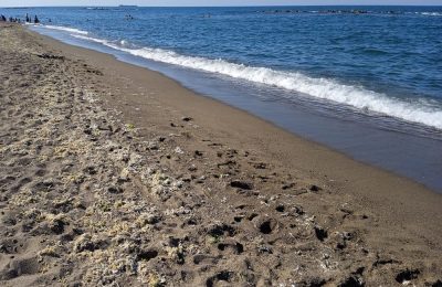 Karasu Limanı Genişletme ÇED Toplantısı