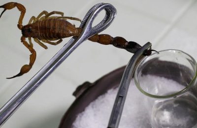 Türkiye akrep zehri üretiminde ihracat lideri olma yolunda