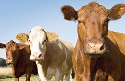 Besilik erkek sığır desteği 2025: Başvuru şartları, destek tutarları ve geçmiş uygulamalar