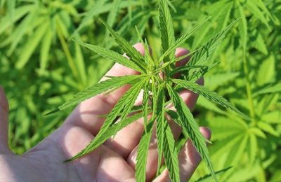 Kenevirden elde edilen ürünler için yeni dönem: Ruhsat, satış ve THC sınırı netleşti