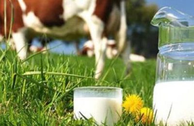 Çiğ süt desteğinde kritik takvim açıklandı: Üretici için son tarihler belli oldu