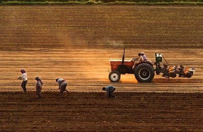 Vergi ve SGK borcu olan çiftçilere destekli tarım kredisi yolu açıldı