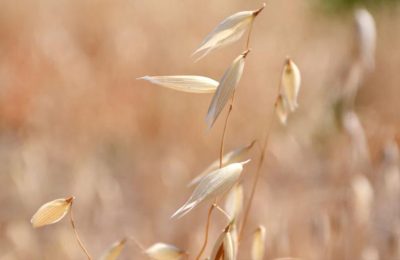 Planlı üretim desteğinde büyük hata: Yulaf eken çiftçi destek alamayacak