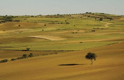 Havza destekleri 2026: Türkiye’de hangi ilde hangi ürün destekleniyor?
