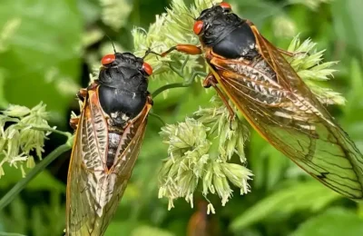 Amerika ve Avrupa’da yeni ve sinsi bir kovid!
