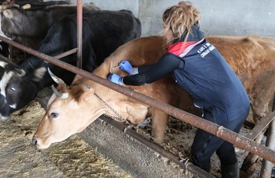 Veteriner hekimlikte disiplin reformu: Uzlaşı mı, mali infaz mı?