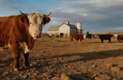ABD sığır eti üretiminde tahtını kaptırdı: İthalatta yeni rekor kapıda!
