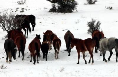 Beypazarı’nda karla kaplanan alanlarda yılkı atları görüntülendi