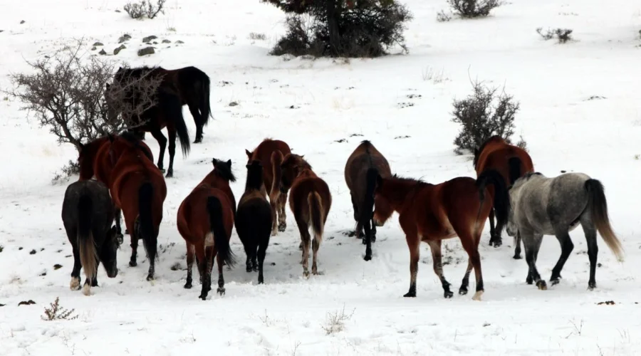 Beypazarı’nda karla kaplanan alanlarda yılkı atları görüntülendi