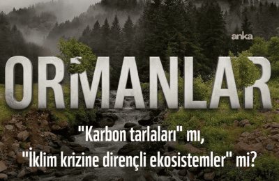 WWF: İklim politikaları kısa vadeli karbon kazanımları yerine ekosistem bütünlüğünü gözetmeli