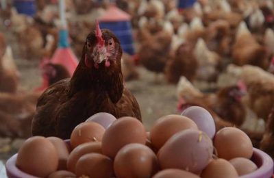 Kümes hayvancılığında yumurta rekoru: Yıllık artış yüzde 17,6’ya ulaştı!