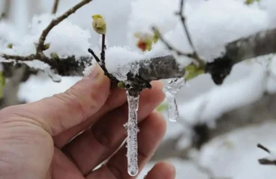 Zirai don uyarısı sonrası üreticiler tedbirlere odaklandı