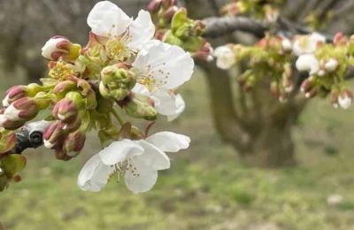 Yalova’da Kiraz Üreticilerine Kritik Uyarı: Monilya Hastalığı İçin İlaçlama Zamanı!