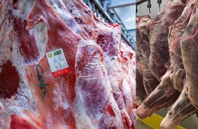 Sığır kesim fiyatlarında hareketlilik: 15 Nisan 2026 güncel et kesim fiyatları