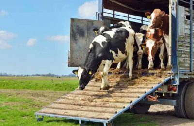Gümüşhane’de canlı hayvan nakliyecilerine “Sertifika” zorunluluğu: Eğitim ve sınav takvimi açıklandı