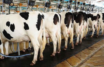 Çiğ süt maliyeti Mart’ta 21,79 liraya çıktı: Üretici sütte fiyat güncellemesi bekliyor