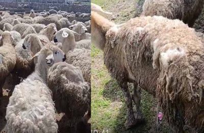 Bakan Yumaklı’nın “örnek” gösterdiği sürü can çekişiyor: “Hayvanlarım stresten birbirini yiyor!”