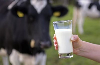 Süt üreticisi makasın arasında kaldı: Yeme zam, süte sabır!