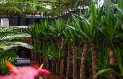 Etimesgut’un ‘Çiçek Hastanesi’nde Bahar Güncellemesi