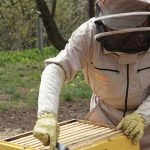 Beypazarı’nda arıcılara hibeli yem desteği yapılacak