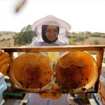 Beypazarı’nda Arıcılara Büyük Destek: Yüzde 75 Hibeli Yem Başvuruları Başladı