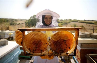 Beypazarı’nda Arıcılara Büyük Destek: Yüzde 75 Hibeli Yem Başvuruları Başladı