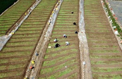 Çiftçinin hesabına 17,3 milyar TL yatıyor: Bakan Yumaklı dev destek paketini duyurdu!