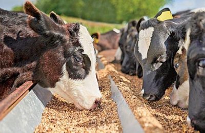 Yem sektöründe ithalat alarmı: Dışa bağımlılık yüzde 56’ya çıktı, Yerli üretim iklim krizine takıldı!