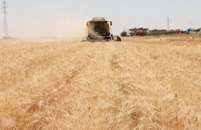 Hububat fiyatları yükselişte: Karadeniz buğdayında 240 dolar sınırı!