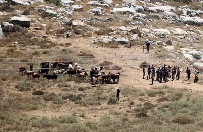 Filistin topraklarını gasbeden İsrailliler, Batı Şeria’da Filistinlilere ait 150 küçükbaş hayvanı çaldı