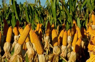 Hasat öncesi mısırda ithalat maratonu: Çiftçinin gözü 1 Ağustos tarihinde!