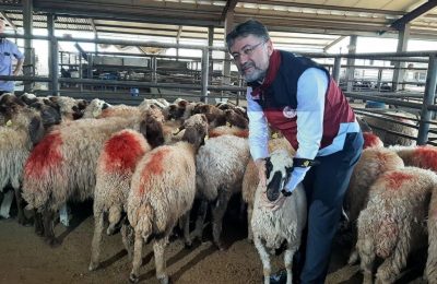 Kırsalda yeni dönem: 100 küçükbaş hayvan ve maaş gibi destek