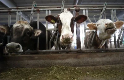 Bakanlıktan çiftçiye destek: Hangi kalemlere ne kadar ödeme yapılacak?