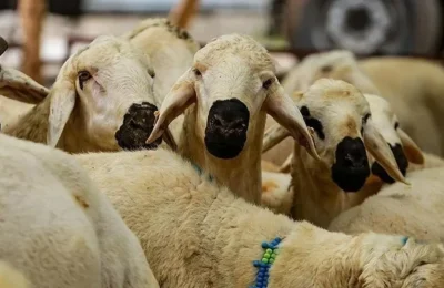 Kurban bağışında büyük tuzak! Dini duyguları istismar eden sahte derneklere dikkat