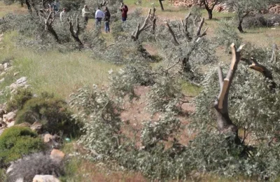 İsrail teröristleri 400 zeytin ağacını kesti